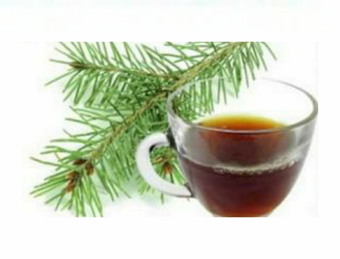 Forest Pine Needle Tea - Magic Nutrients